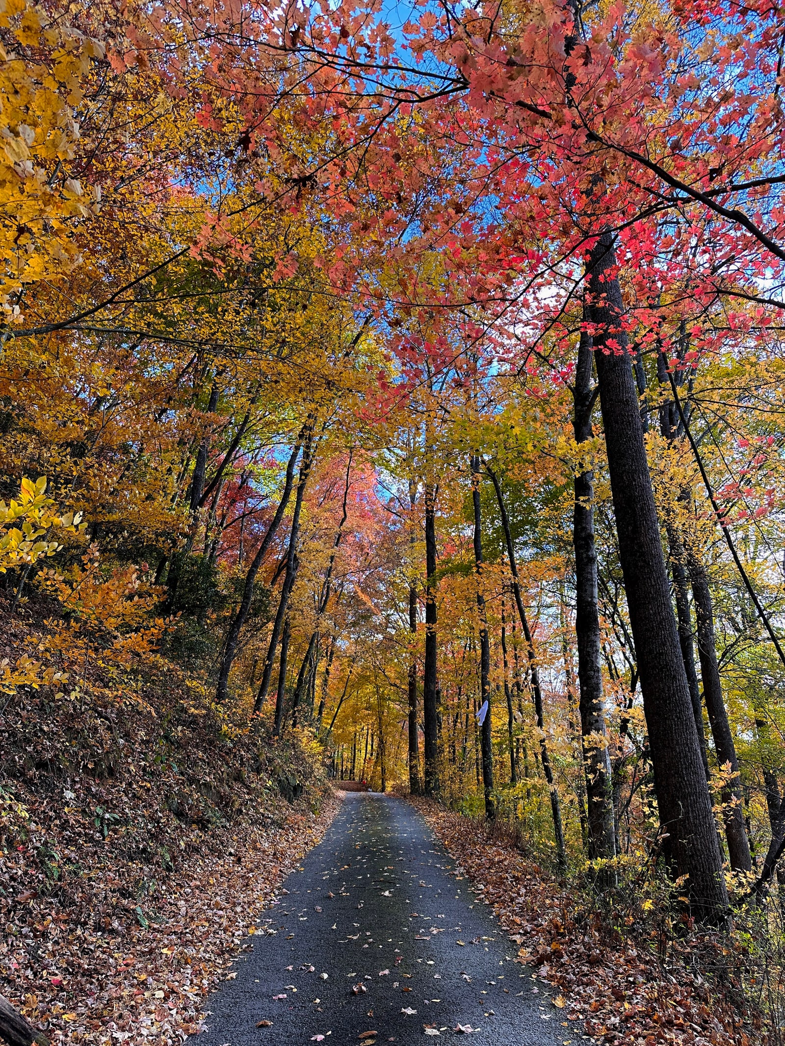 A winding road beneath vivid autumn trees near Hiawassee