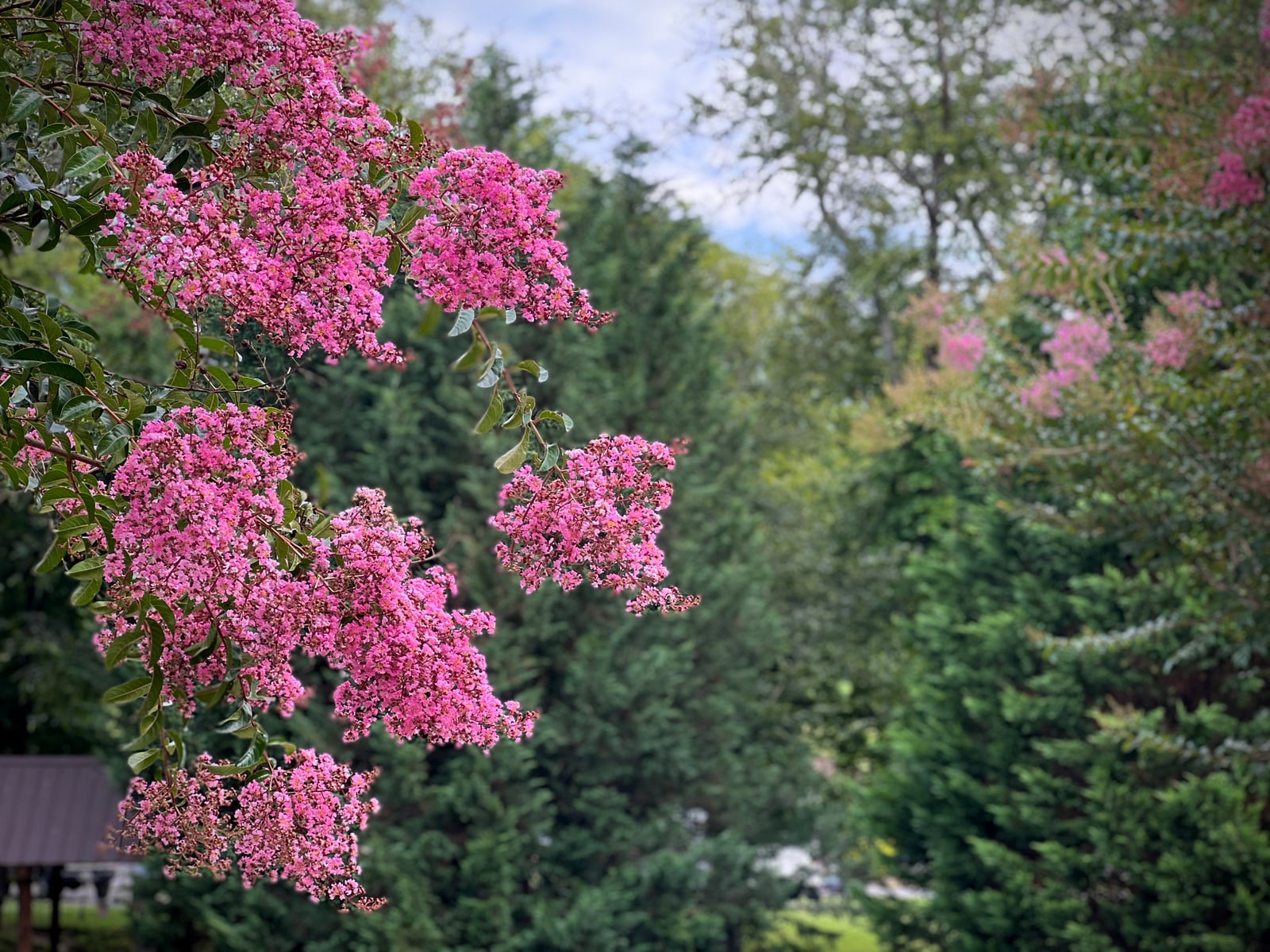 Bright pink summer blossoms against a lush wooded backdrop