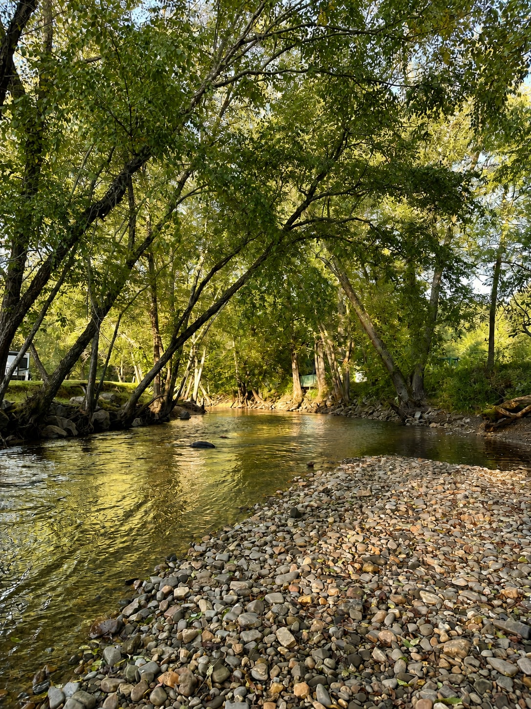 Shallow river water and pebbled shoreline beneath mature trees