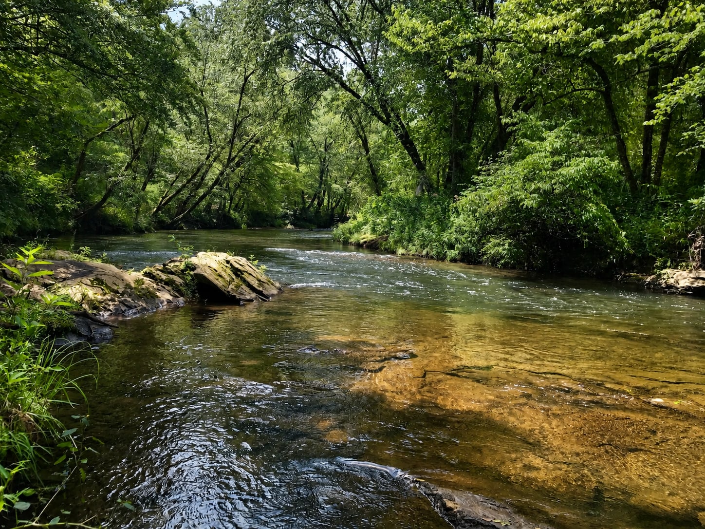 Clear Hiawassee River water flowing past a lush tree-lined bank