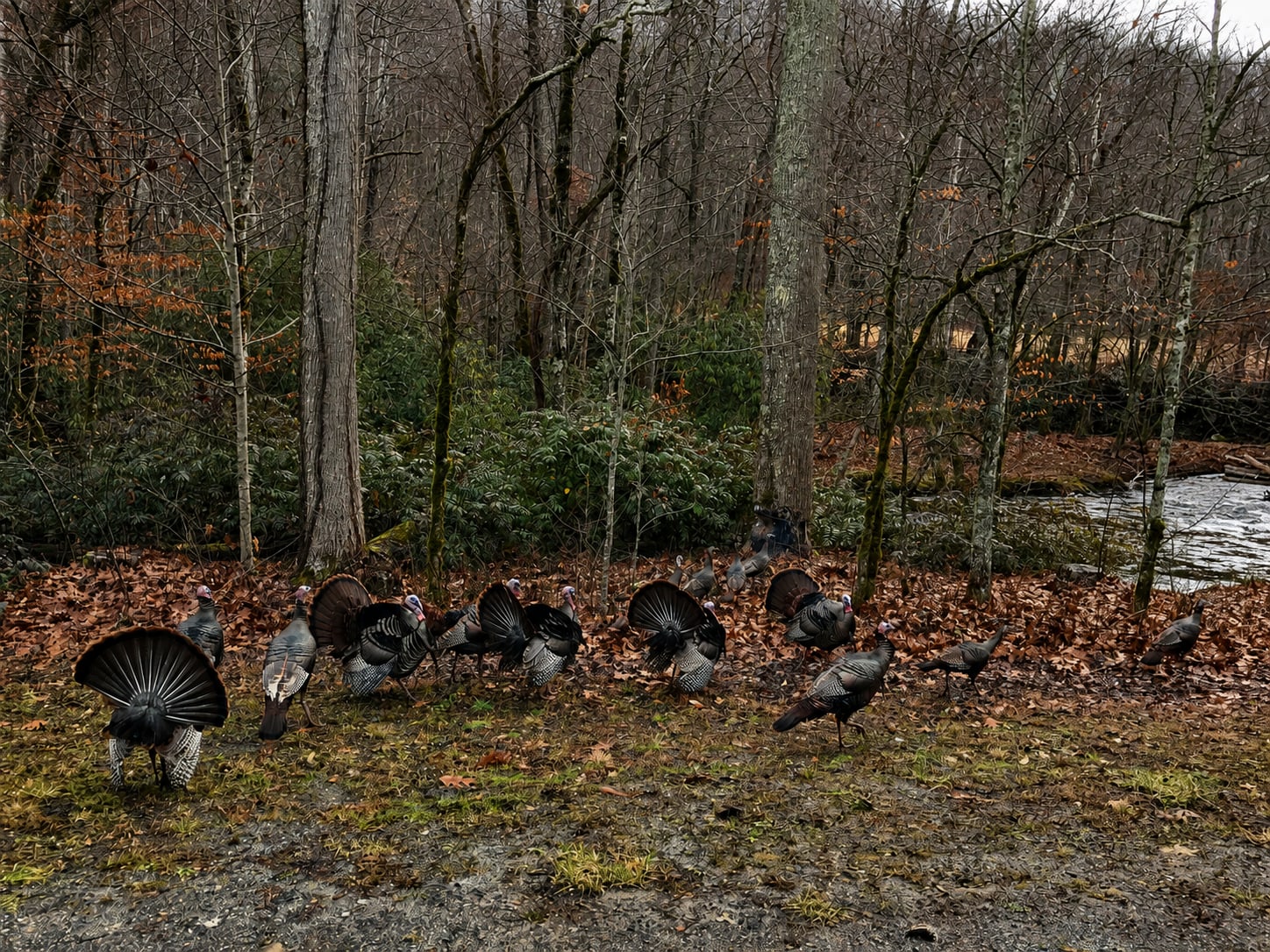 Wild turkeys crossing the wooded mountain property beside the river